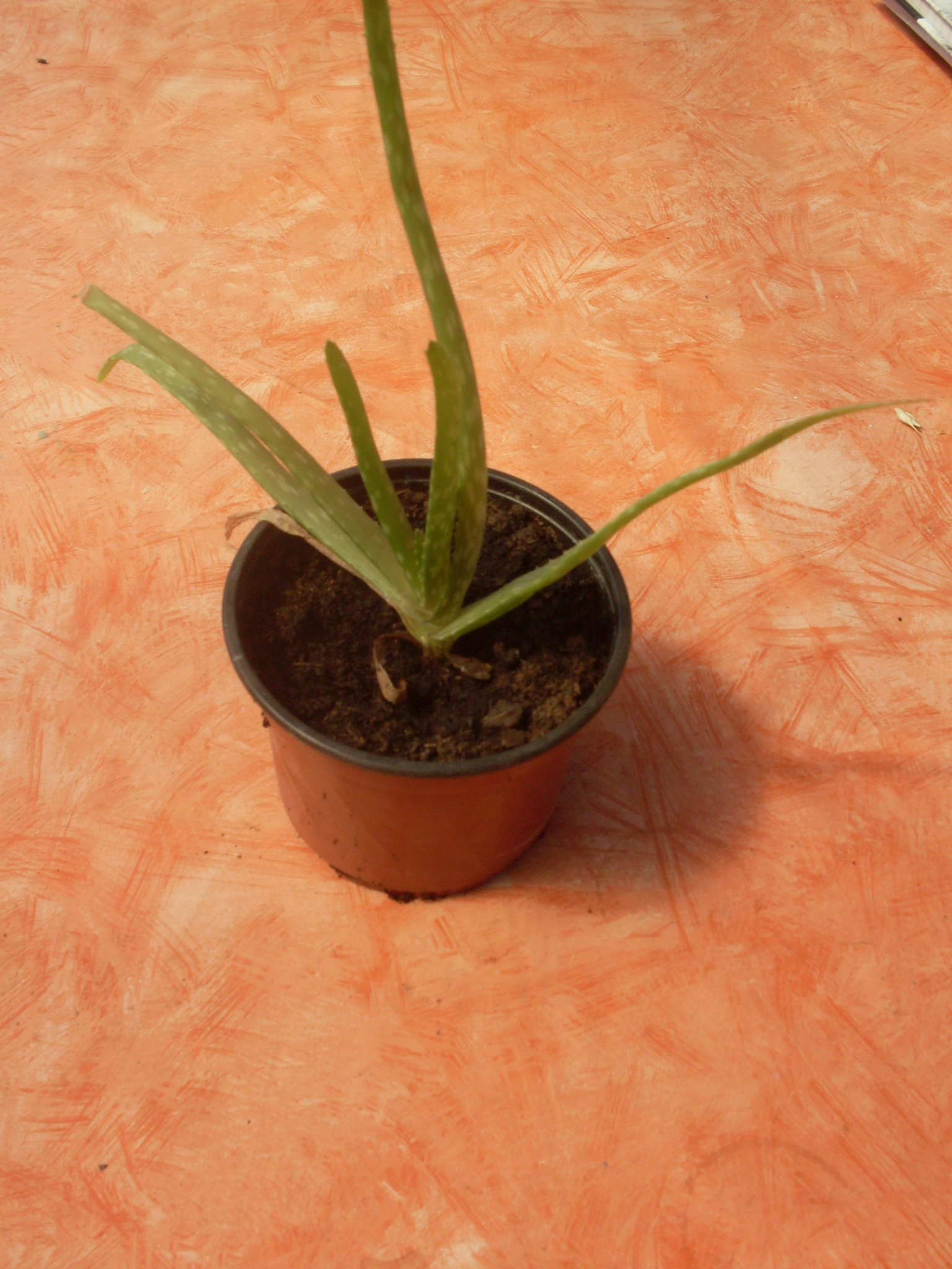 Aloe vera